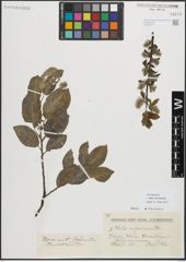 Foto von Salix myrsinifolia Salisb.